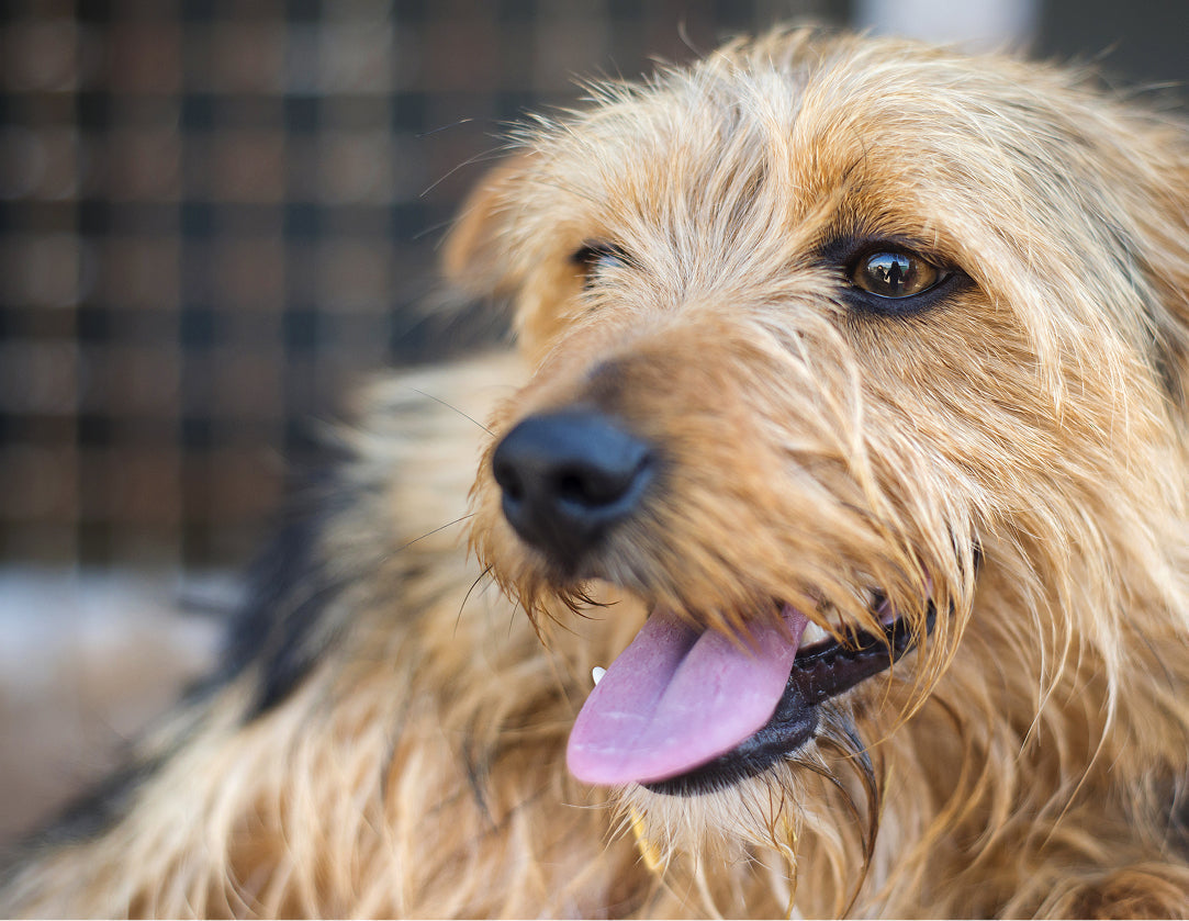 A Dog’s Guide to Healthy Living