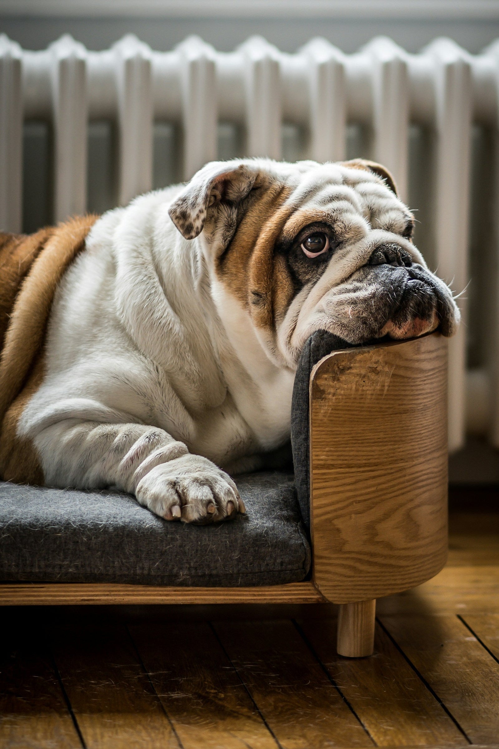 Beyond the Fluff: Understanding Obesity Risk in Dogs
