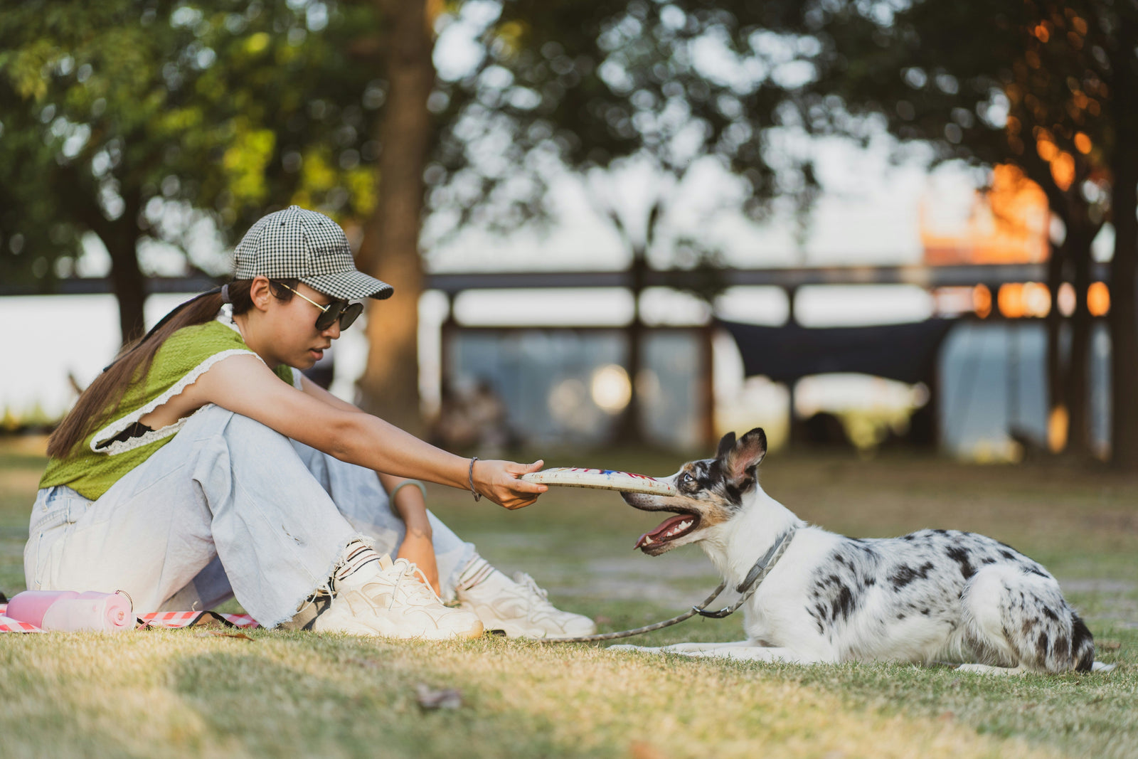 Walks, Sniffs, and Play: Finding the Right Workout for Your Dog