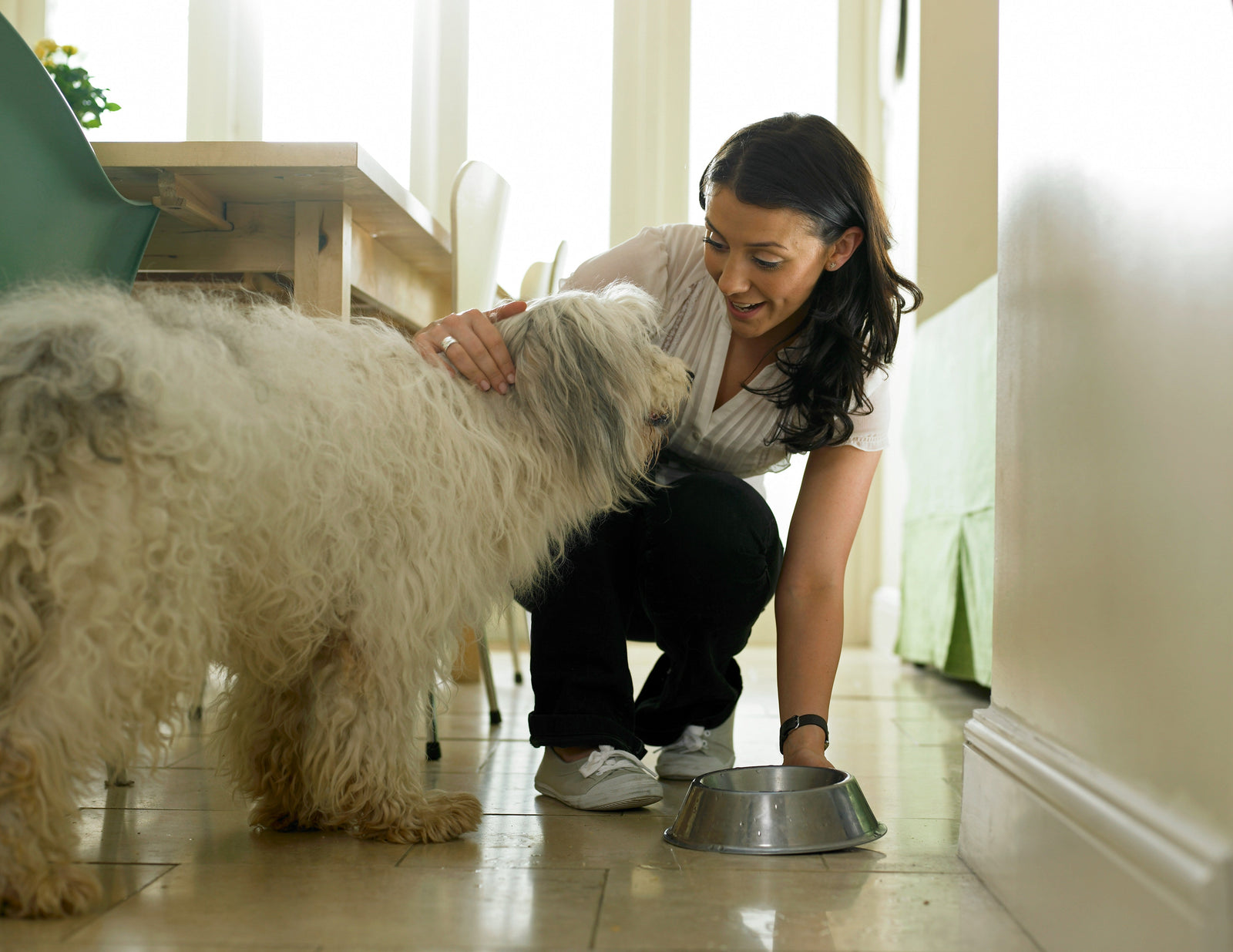 How Diet Shapes a Dog’s Biological Age