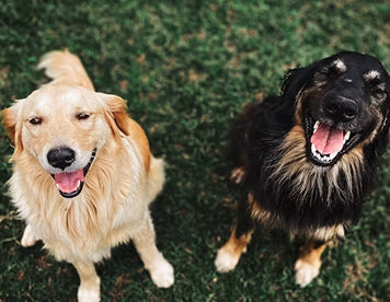 Why Biological Age and Calendar Age Aren’t the Same for Dogs