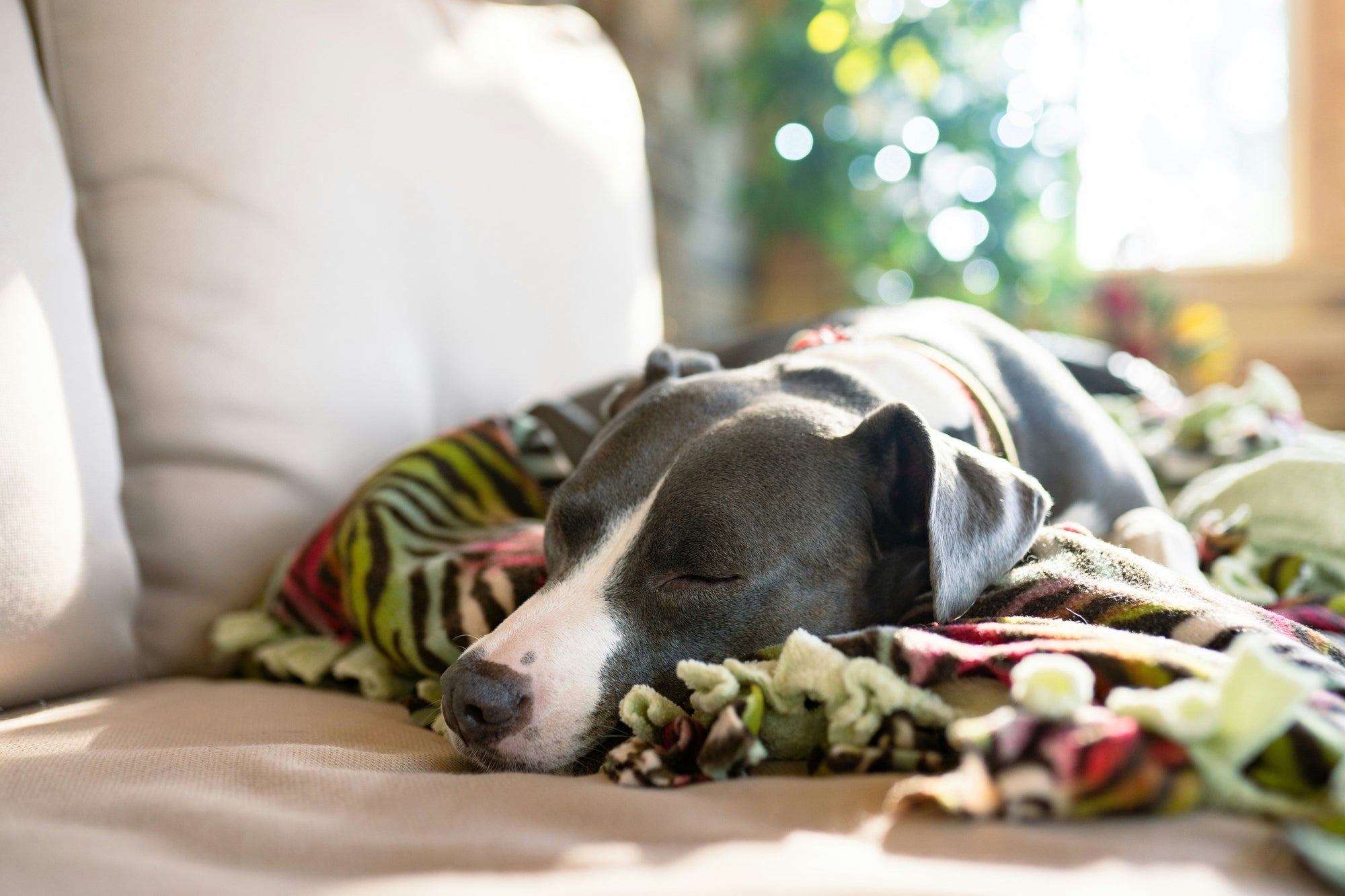 Let Them Nap: Why Dogs Need Big Doses of Sleep