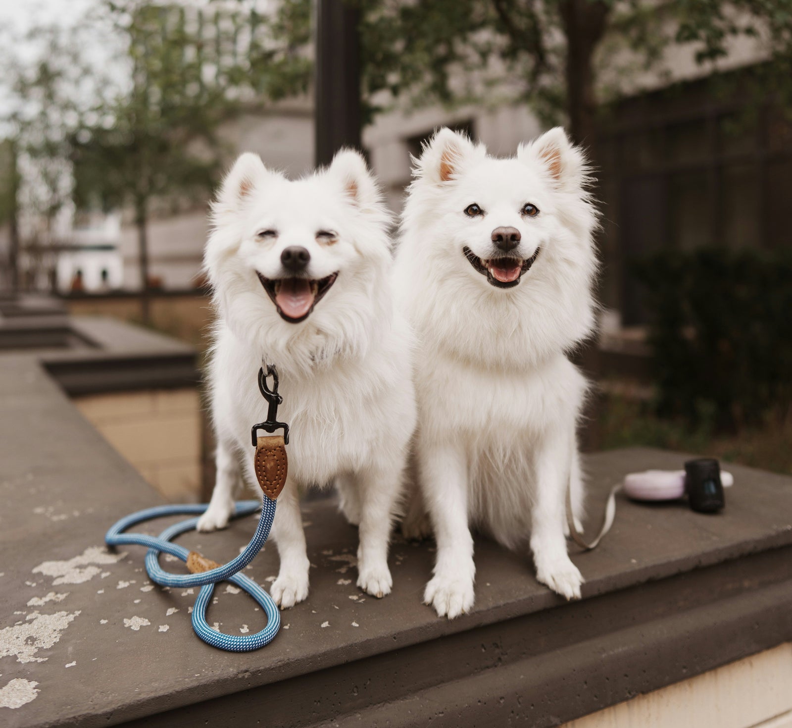 Why Biological Age and Calendar Age Aren’t the Same for Dogs